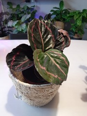 Goeppertia roseopicta