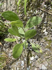 Asperugo procumbens
