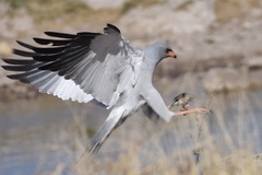 Pale Chanting Goshawk photo 4