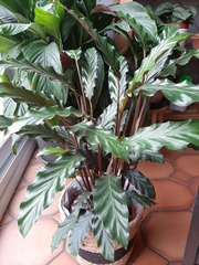 Goeppertia rufibarba