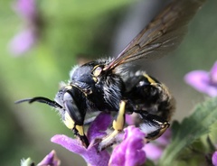 Anthidium manicatum