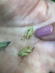 Hormaphis hamamelidis
