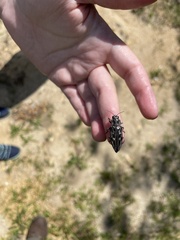 Chalcophora virginiensis