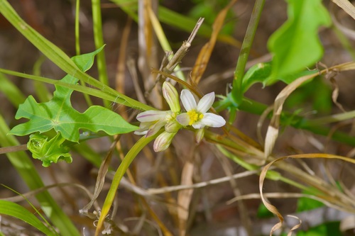 Image of Manihot walkerae by (c) Michelle W. （鍾偉瑋）, some rights reserved (CC BY)