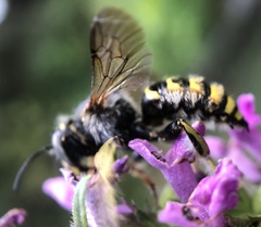 Anthidium manicatum