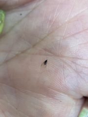 Hormaphis hamamelidis