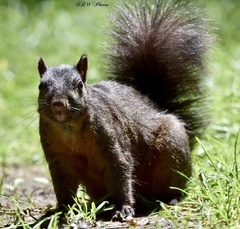 Sciurus carolinensis