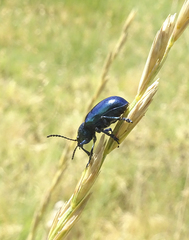 Chrysochus cobaltinus