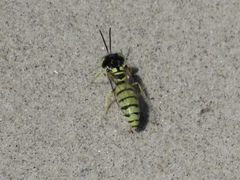 Microbembex monodonta