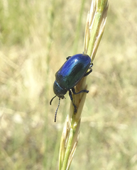 Chrysochus cobaltinus
