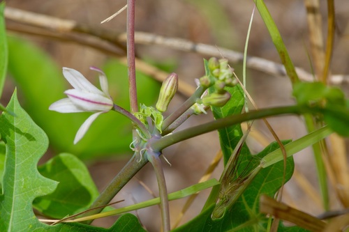 Image of Manihot walkerae by (c) Michelle W. （鍾偉瑋）, some rights reserved (CC BY)