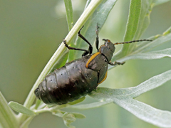 Arima marginata