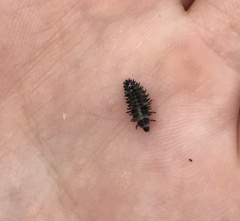 Exochomus quadripustulatus