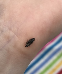 Exochomus quadripustulatus