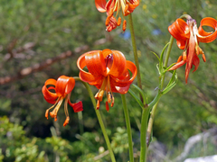 Lilium pomponium
