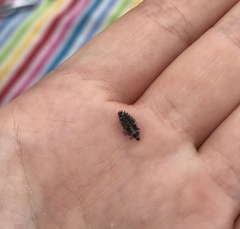 Exochomus quadripustulatus