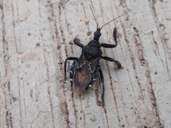 Apiomerus longispinis