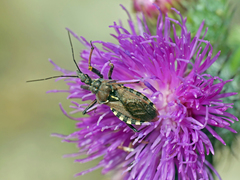 Rhynocoris erythropus