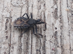 Apiomerus longispinis