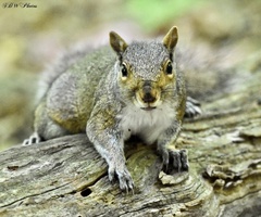 Sciurus carolinensis