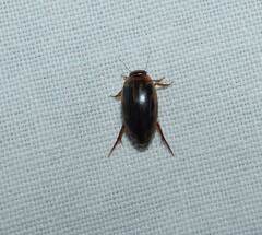 Coptotomus longulus lenticus
