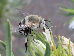 Amegilla
