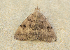 Zanclognatha dentata