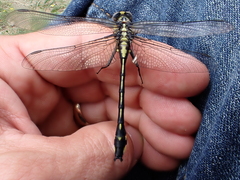 Gomphurus fraternus