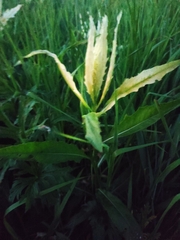 Pseudomonas
