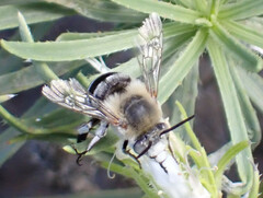 Amegilla
