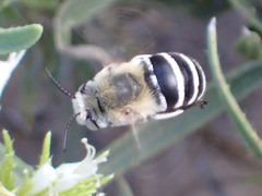 Amegilla