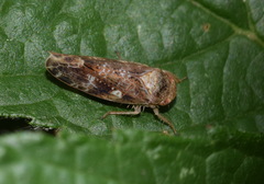 Allygidius atomarius