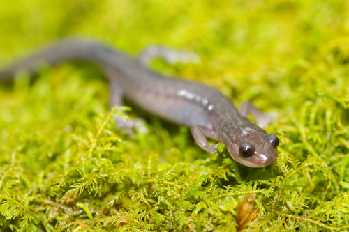 Northern Gray-cheeked Salamander