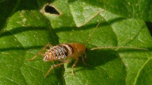 Variable Cockroach, photo 5 of 10