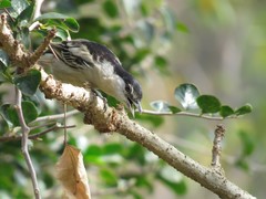 Dryoscopus cubla cubla