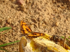 Byblia anvatara crameri