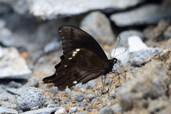 Papilio epiphorbas