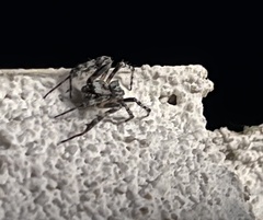 Araneus circe