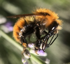 Bombus
