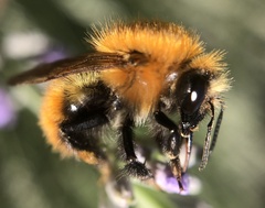 Bombus