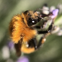 Bombus
