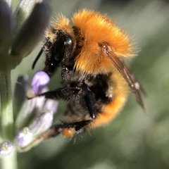 Bombus