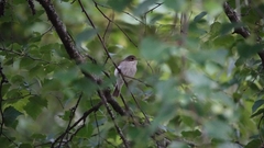Ficedula hypoleuca
