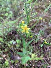 Hypericum lloydii