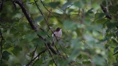 Ficedula hypoleuca