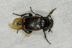 Nicrophorus pustulatus
