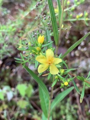 Hypericum lloydii