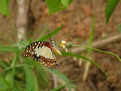 Graphium angolanus