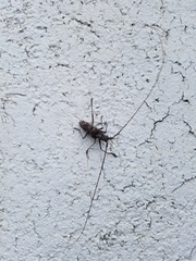 Monochamus titillator