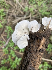 Trametes versicolor